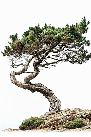 黑松盆景松树植物摄影图