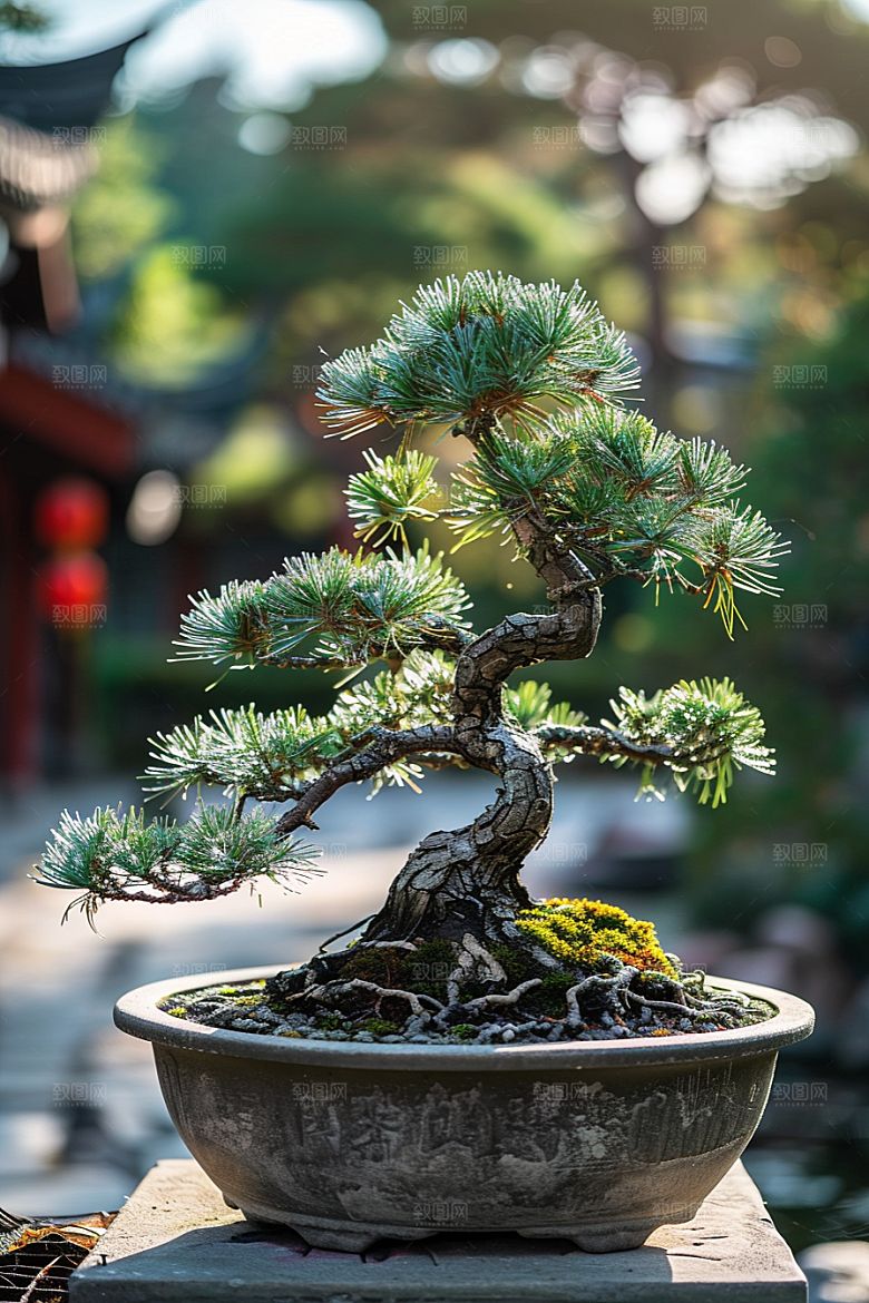 黑松盆景高雅装饰摄影图