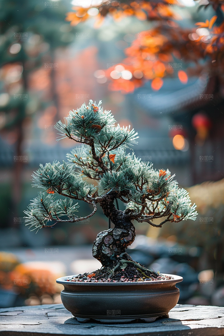 黑松盆景装饰自然摄影图