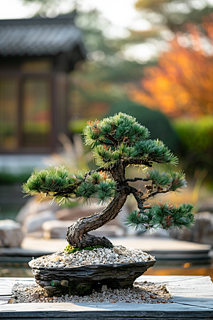 黑松盆景装饰日式摄影图