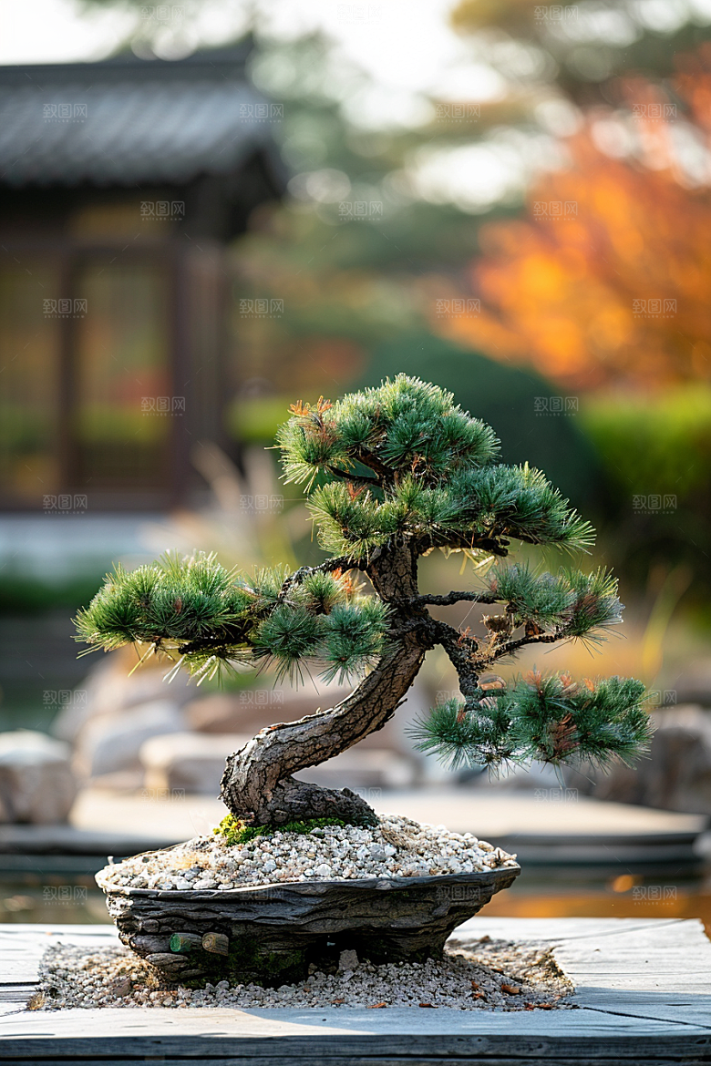 黑松盆景装饰日式摄影图