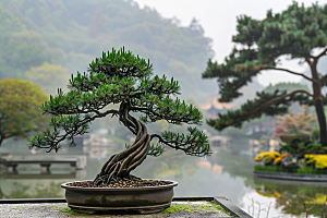 黑松盆景优雅松树摄影图
