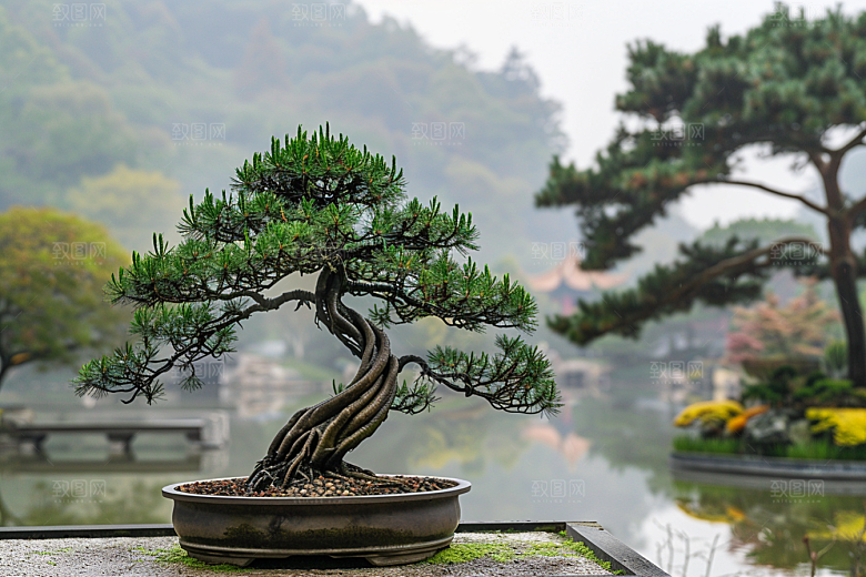 黑松盆景优雅松树摄影图