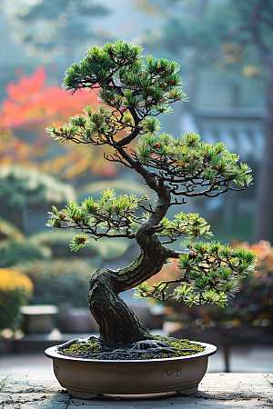黑松盆景高清日式摄影图