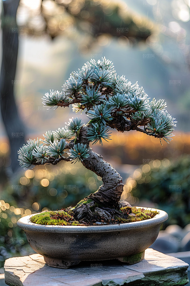 黑松盆景装饰雅致摄影图