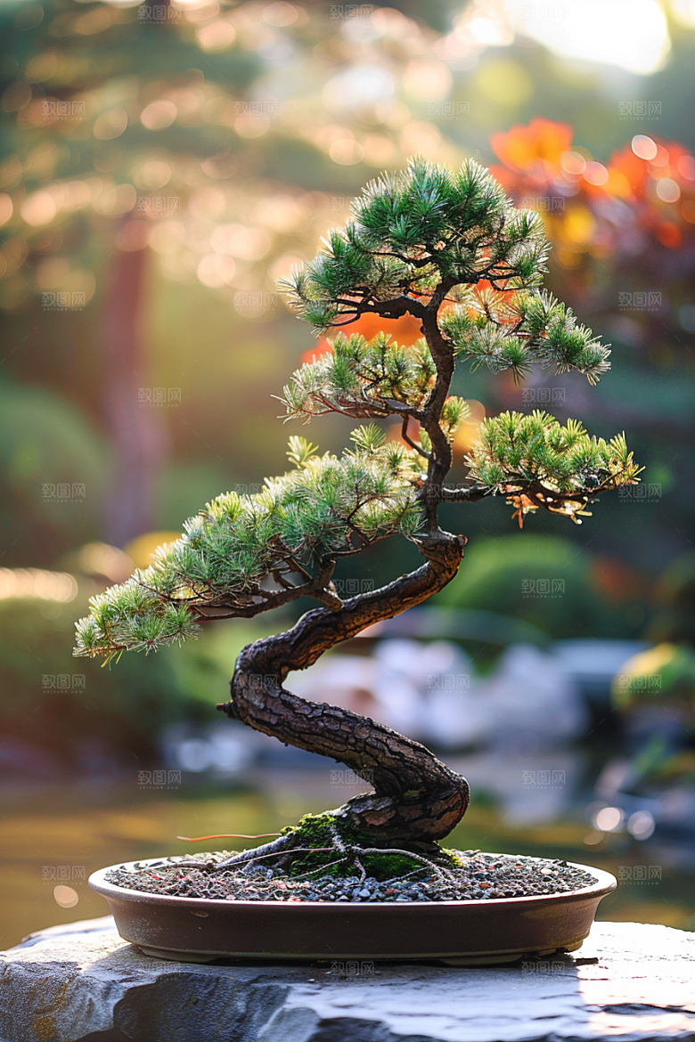黑松盆景装饰日式摄影图