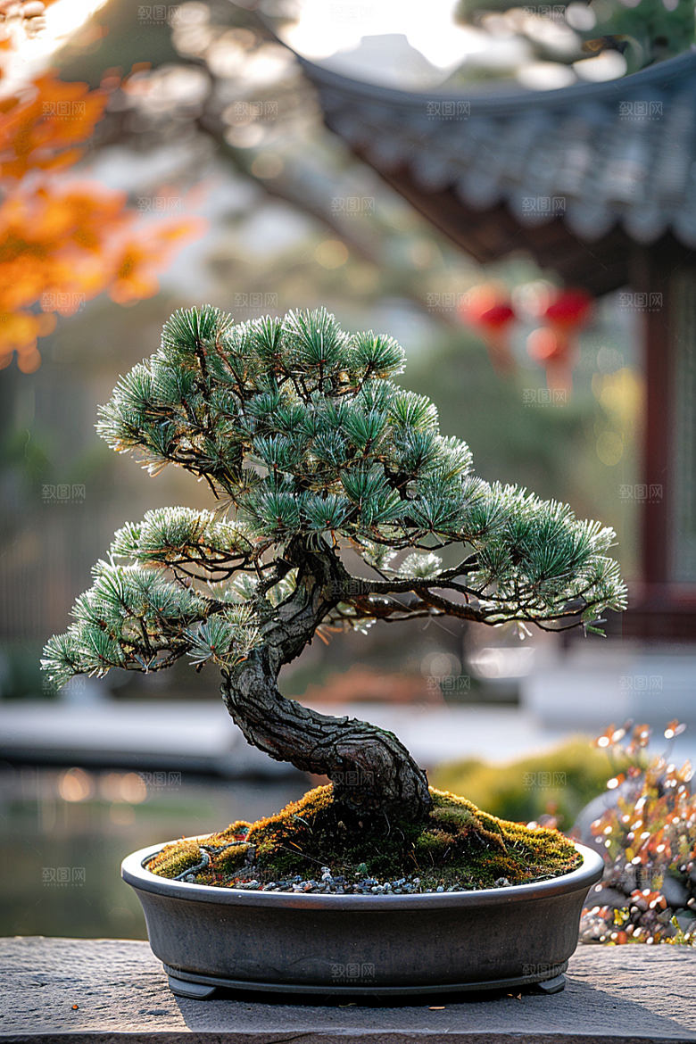 黑松盆景高雅优雅摄影图
