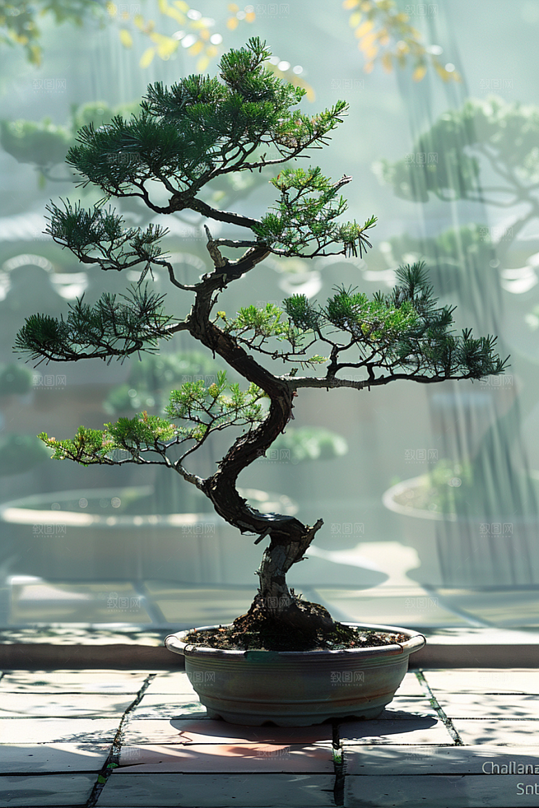 黑松盆景中国风雅致摄影图