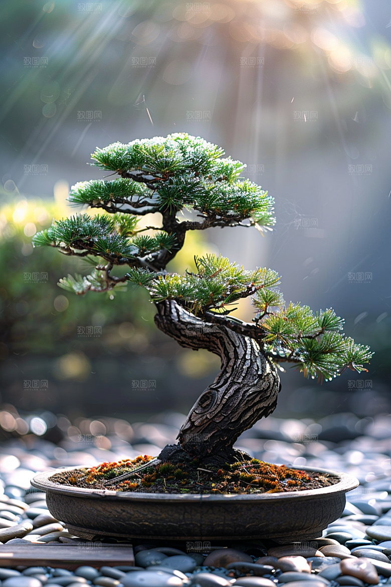 黑松盆景中国风高雅摄影图