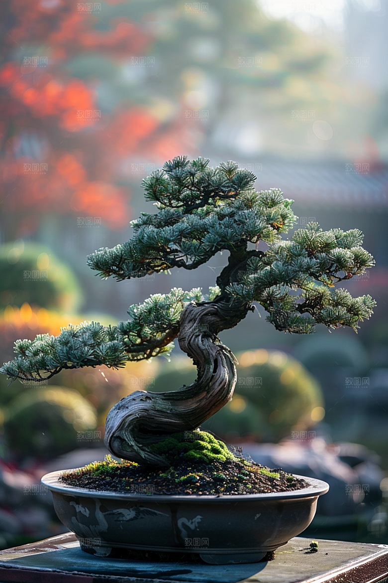 黑松盆景中国风文化摄影图