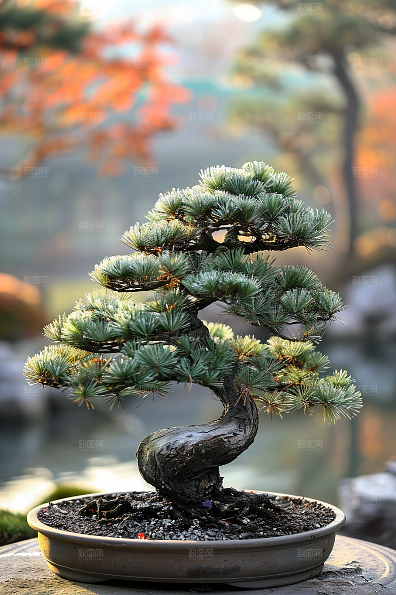 黑松盆景植物日式摄影图