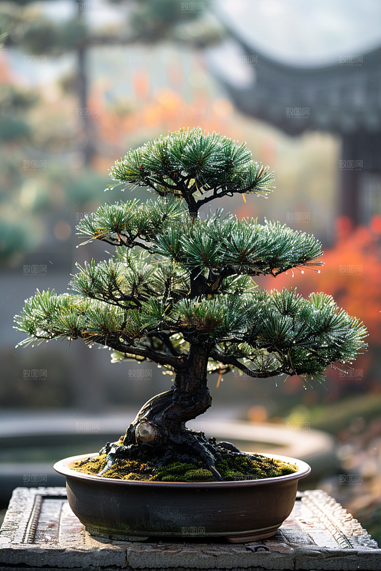 黑松盆景高雅自然摄影图