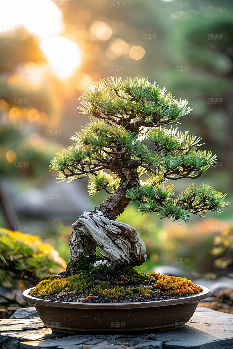 黑松盆景植物装饰摄影图