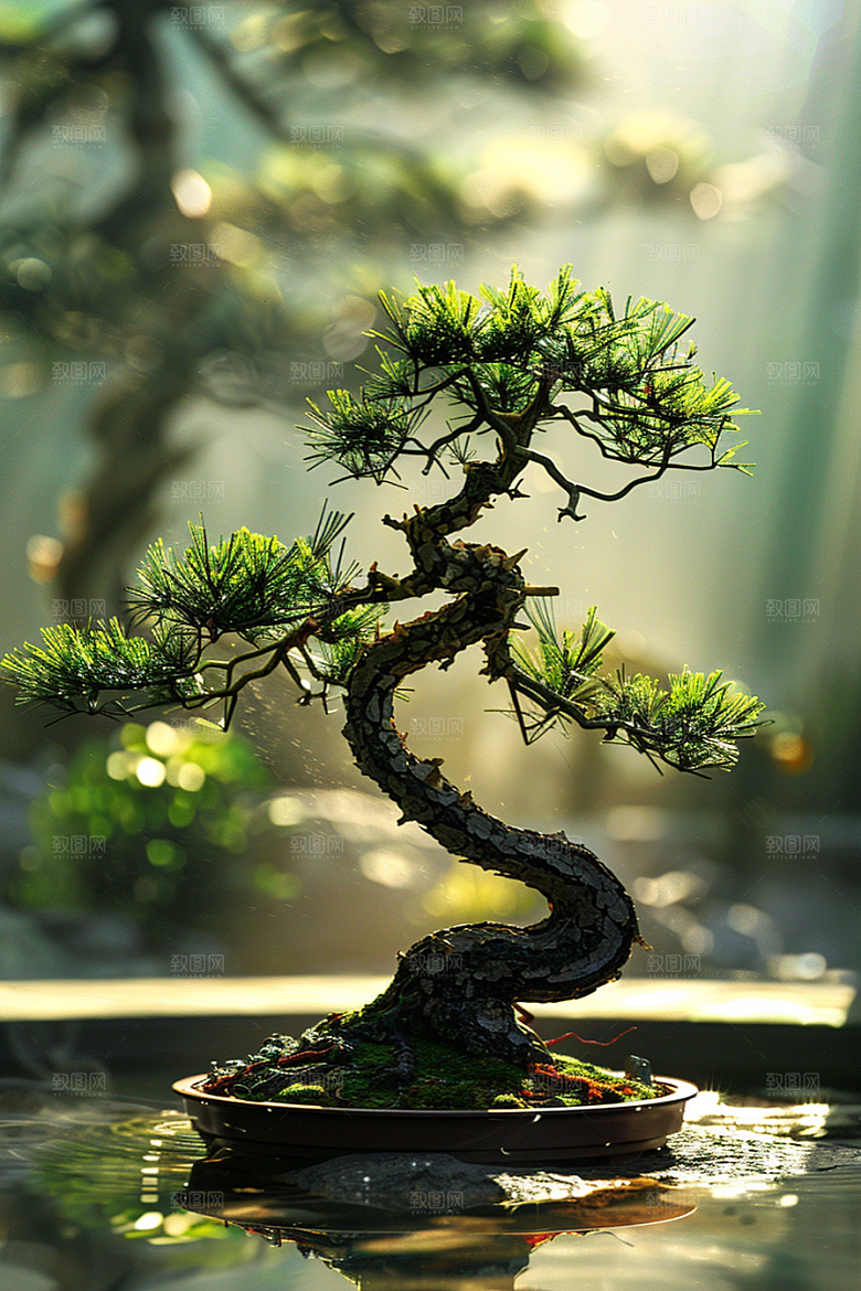 黑松盆景中式植物摄影图