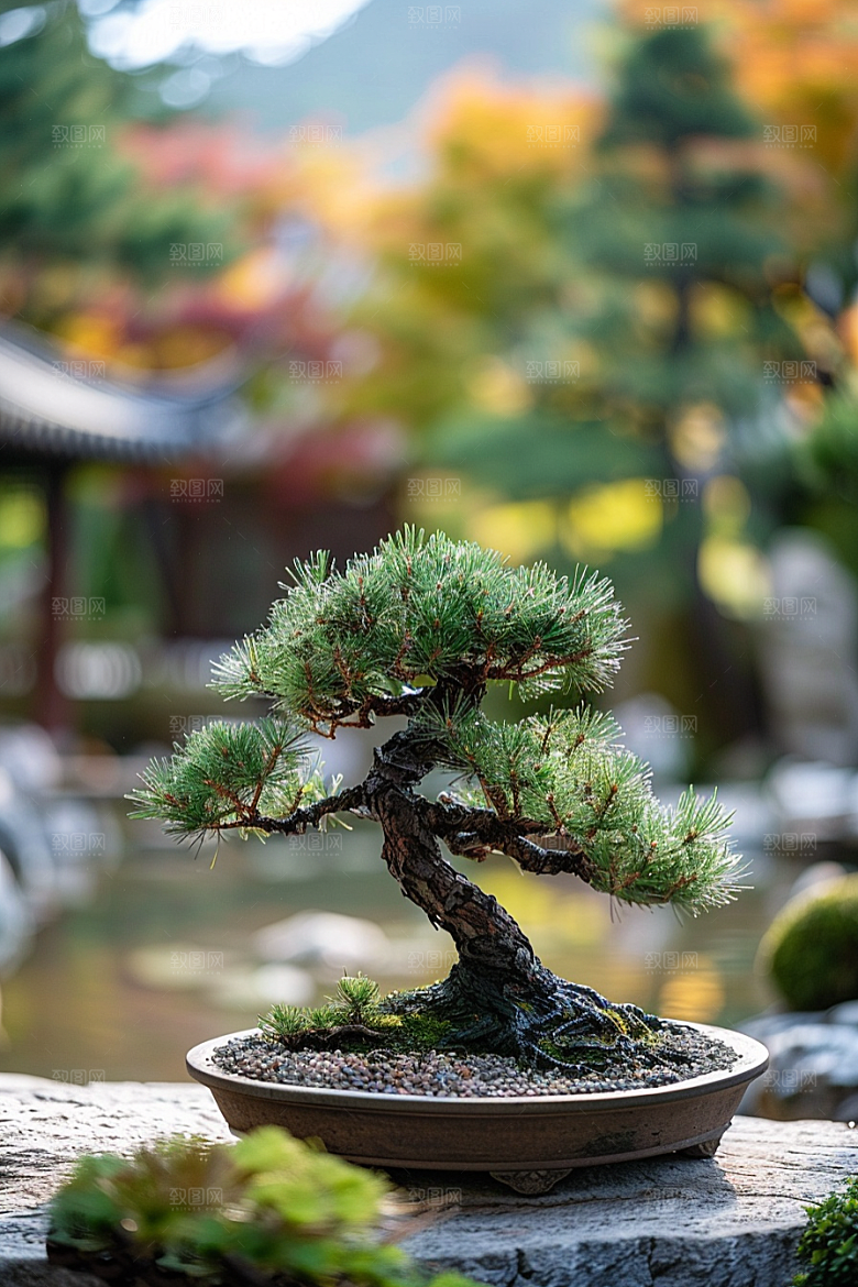 黑松盆景文化高清摄影图