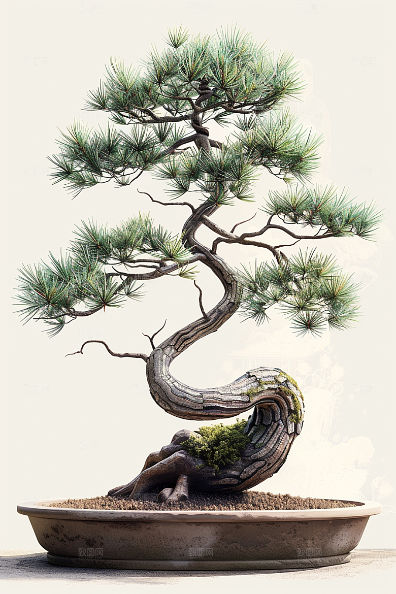 黑松盆景庭院自然摄影图