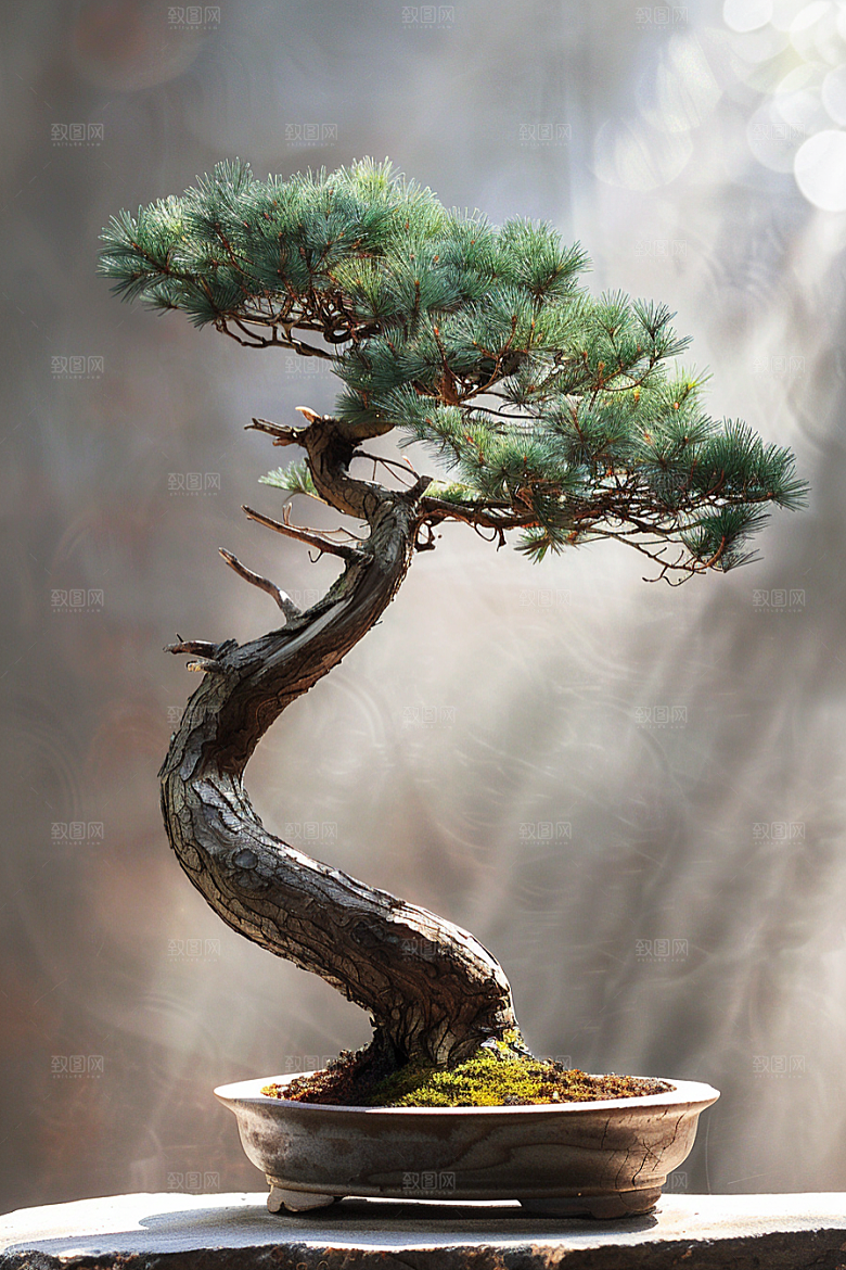 黑松盆景中式自然摄影图