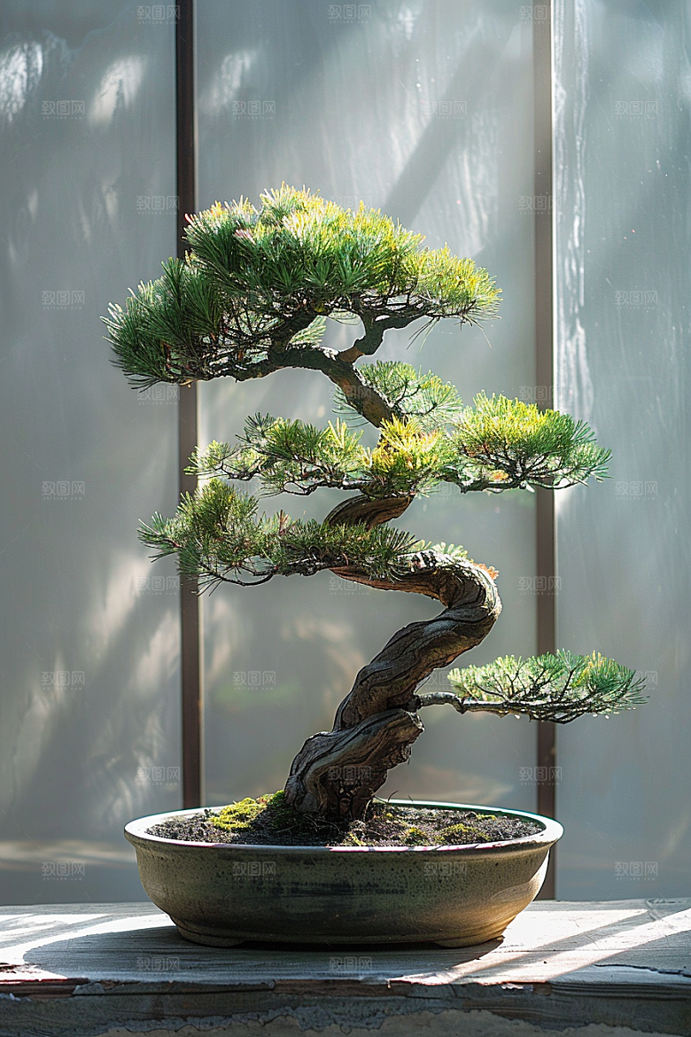 黑松盆景高清优雅摄影图