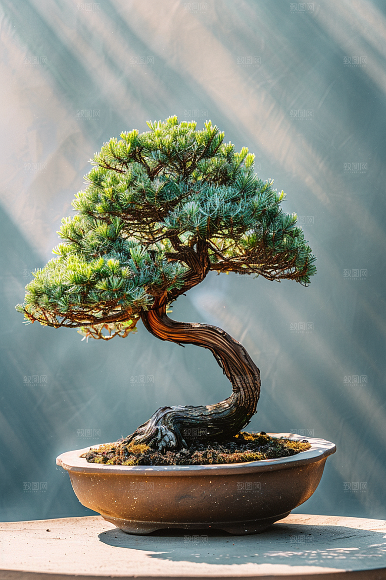 黑松盆景文化松树摄影图