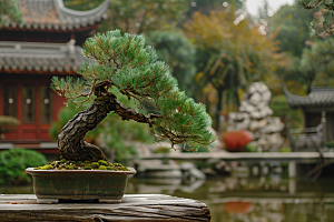 黑松盆景中国风松树摄影图