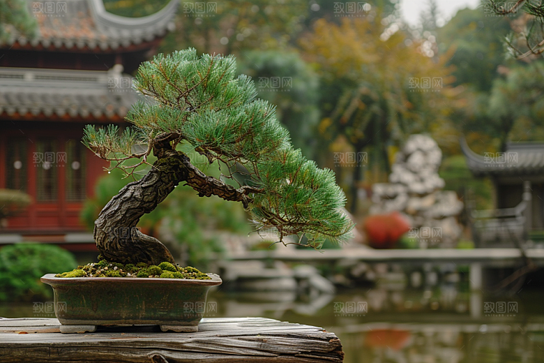 黑松盆景中国风松树摄影图