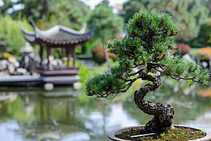 黑松盆景自然日式摄影图