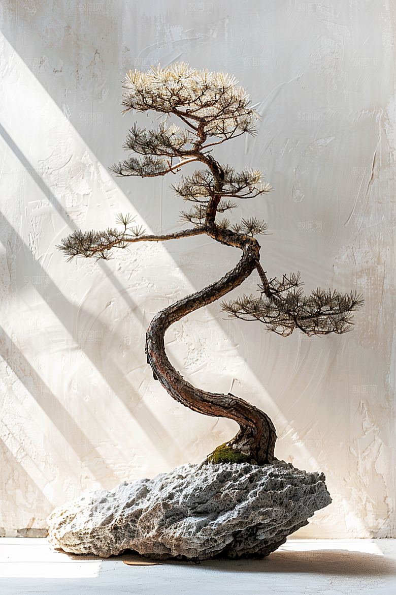 黑松盆景高清植物摄影图