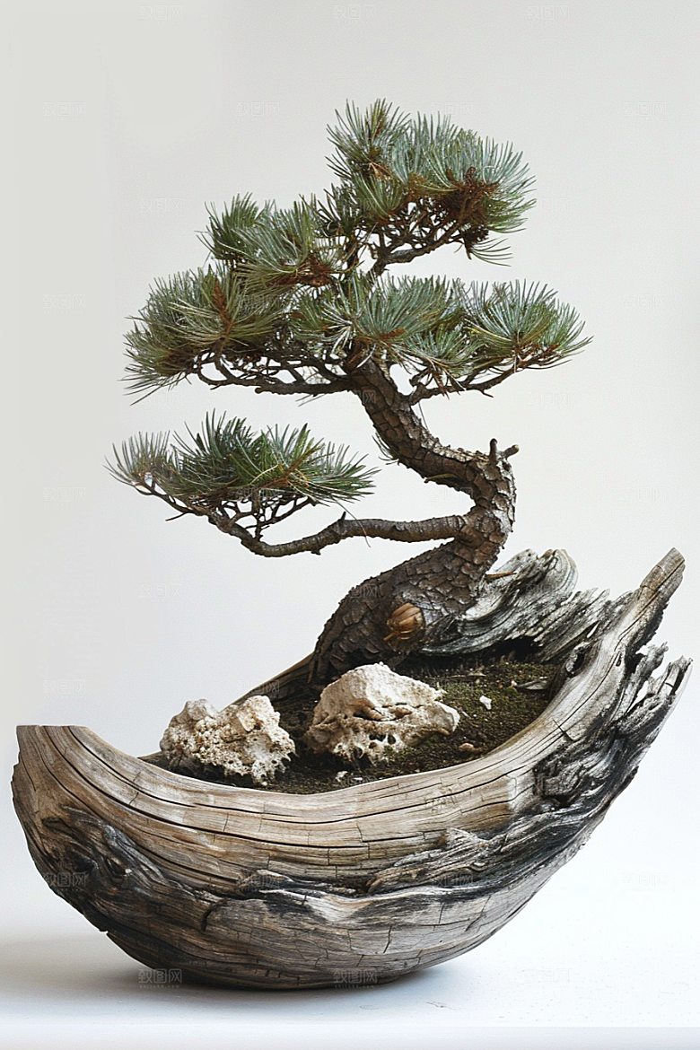 黑松盆景植物中式摄影图