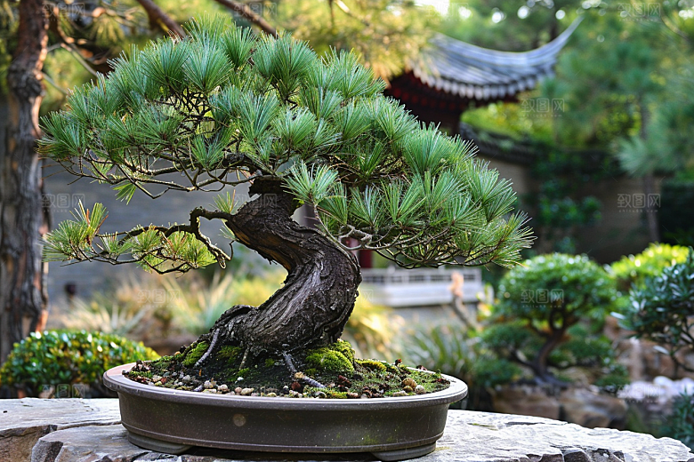 黑松盆景优雅文化摄影图