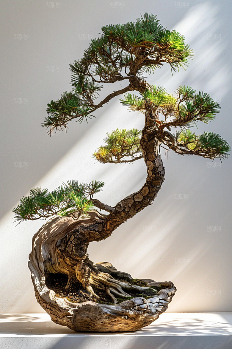 黑松盆景高清雅致摄影图