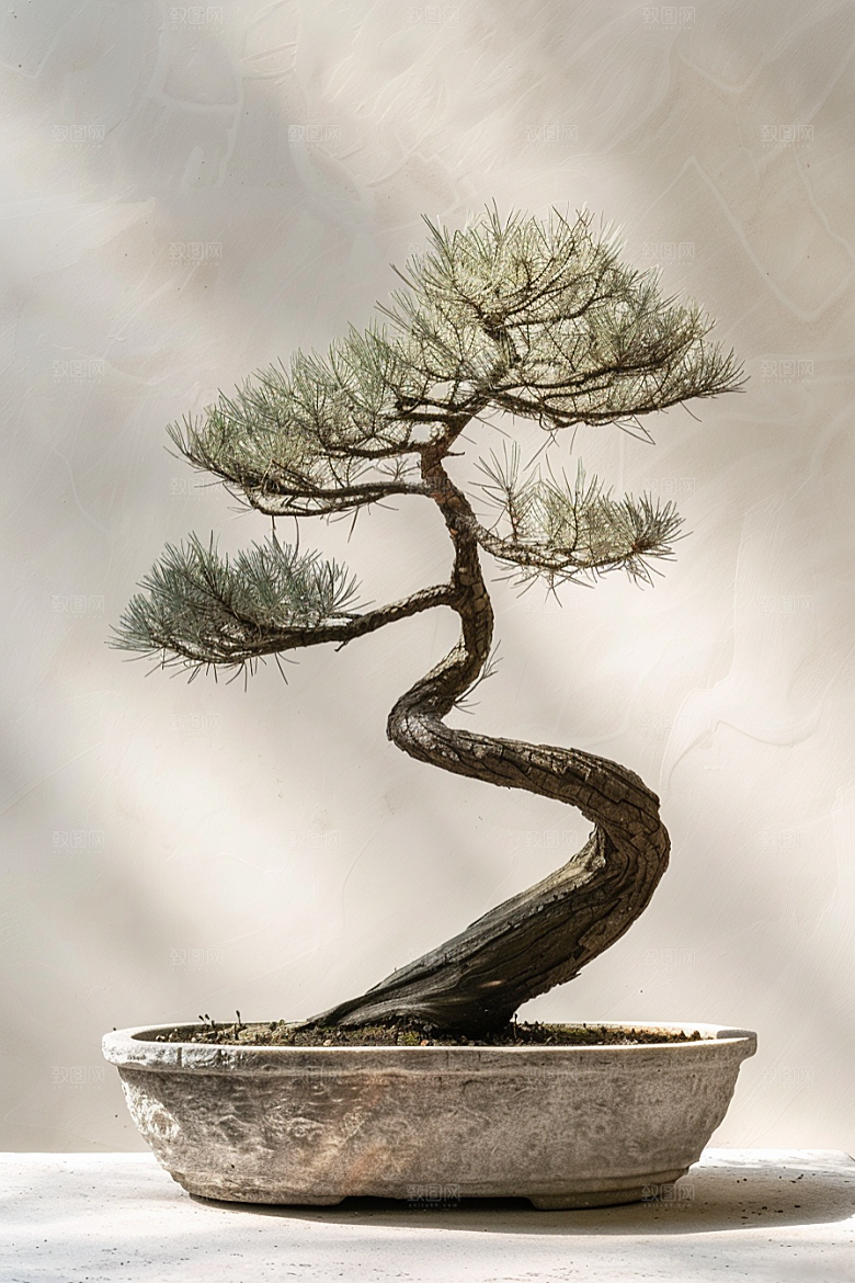 黑松盆景植物松树摄影图