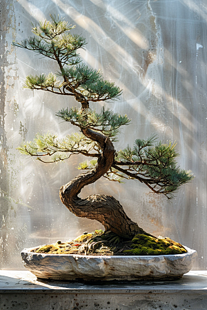 黑松盆景优雅文化摄影图