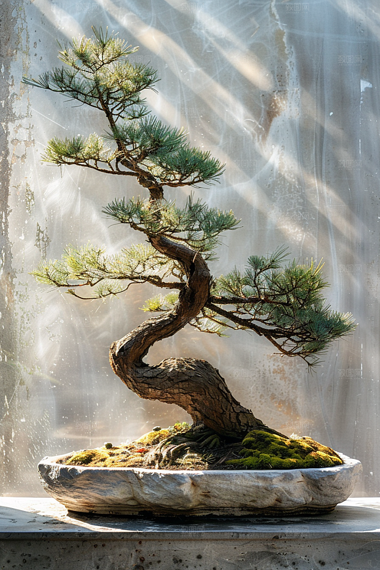 黑松盆景优雅文化摄影图