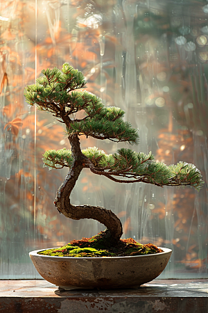 黑松盆景日式松树摄影图
