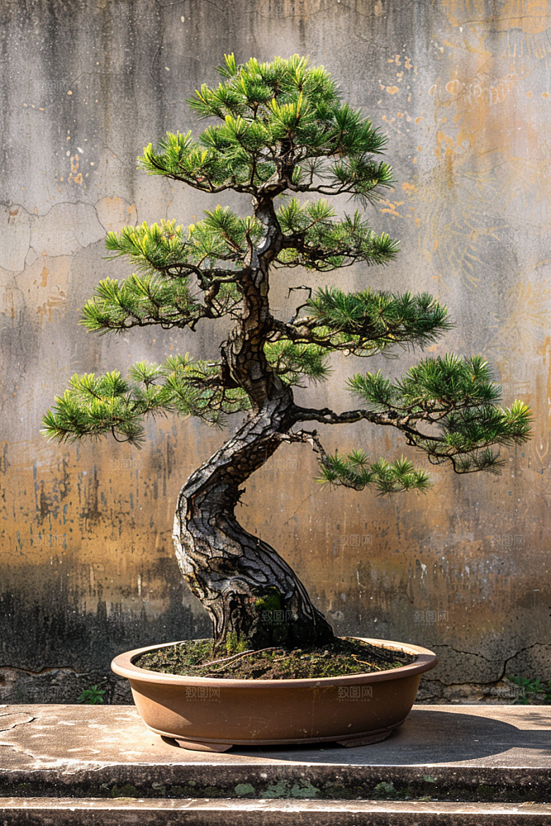 黑松盆景文化松树摄影图
