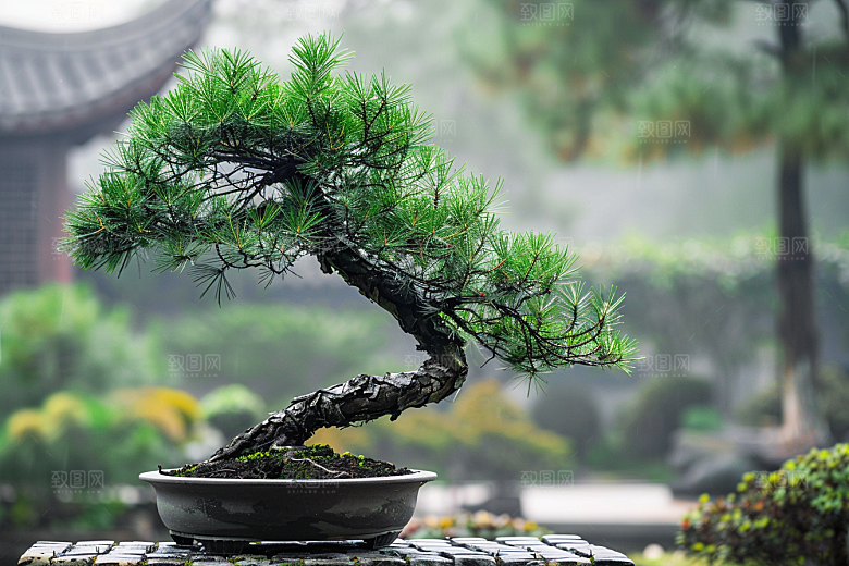 黑松盆景庭院松树摄影图