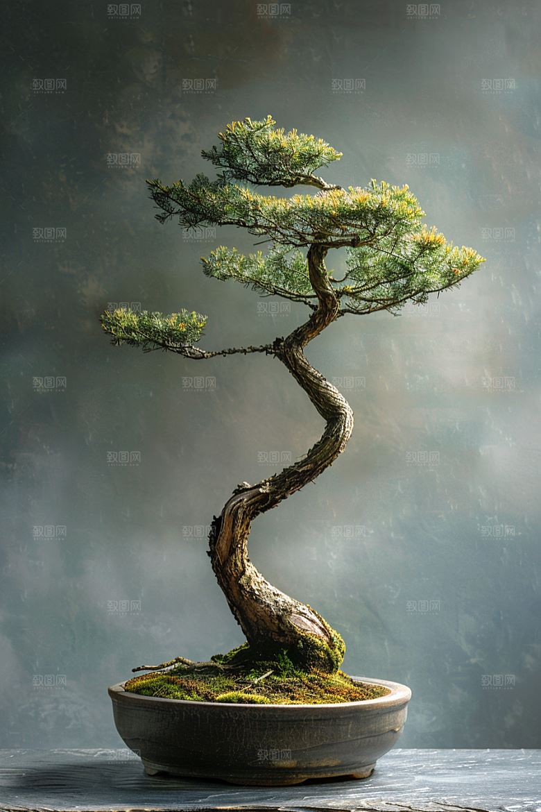 黑松盆景雅致高清摄影图