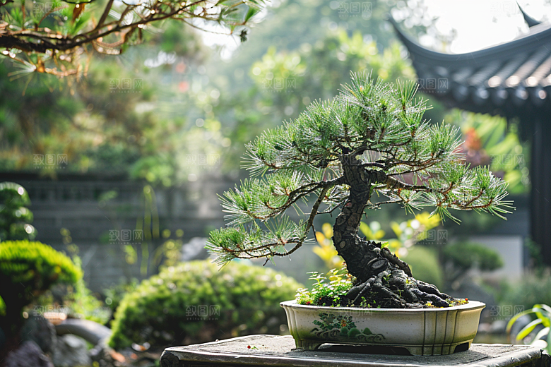 黑松盆景自然高清摄影图