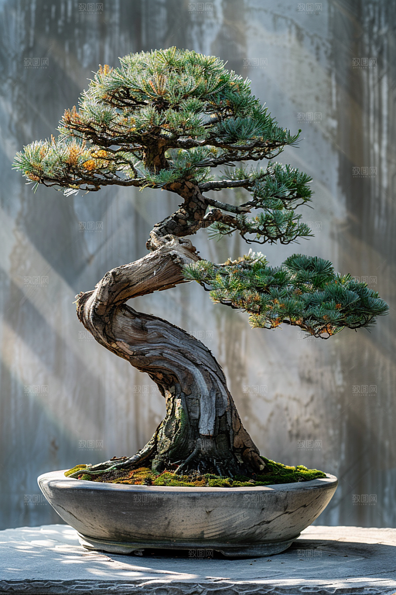 黑松盆景松树优雅摄影图