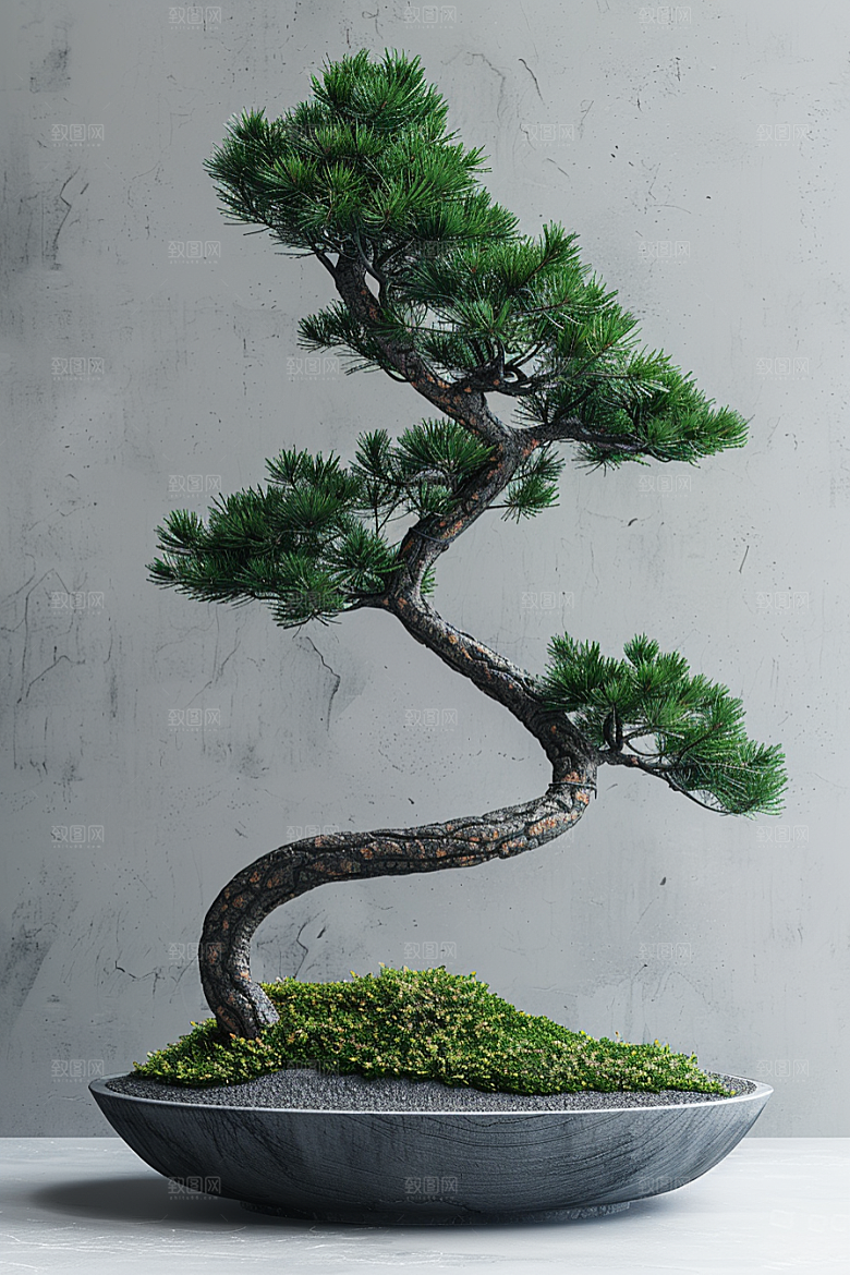 黑松盆景雅致优雅摄影图