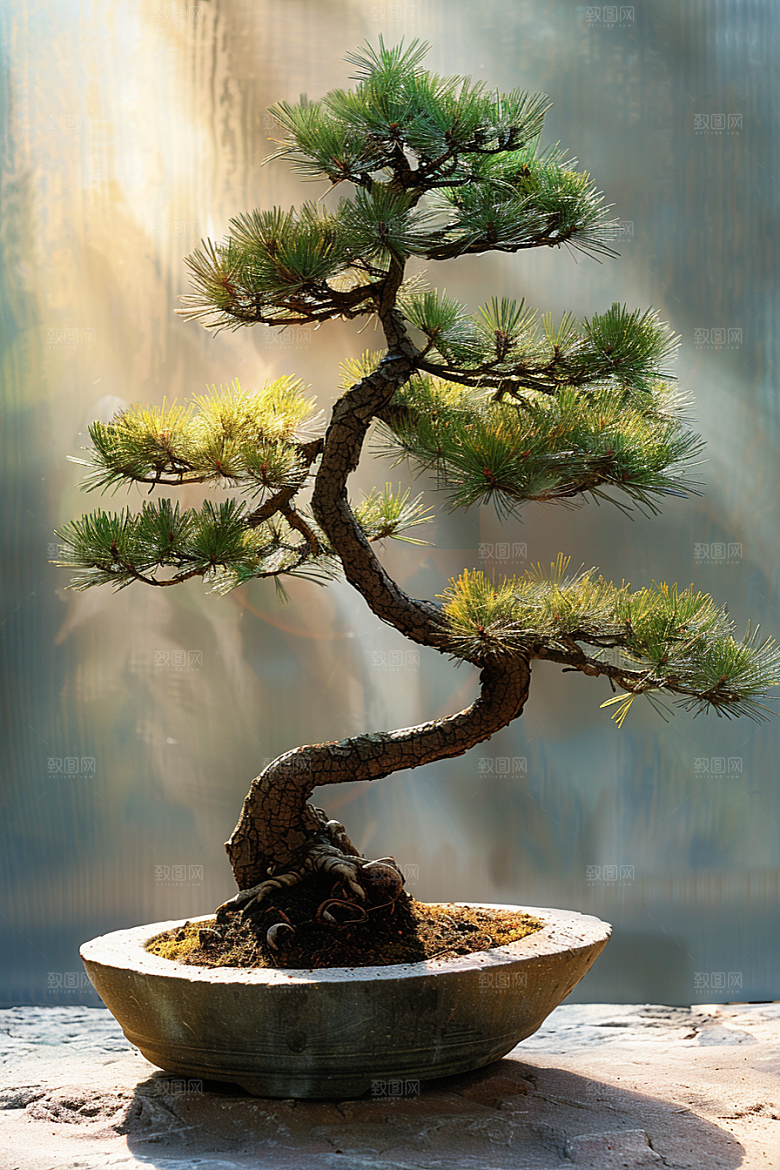 黑松盆景文化植物摄影图