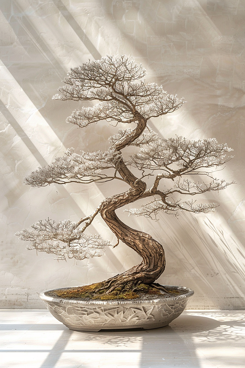 黑松盆景装饰高雅摄影图
