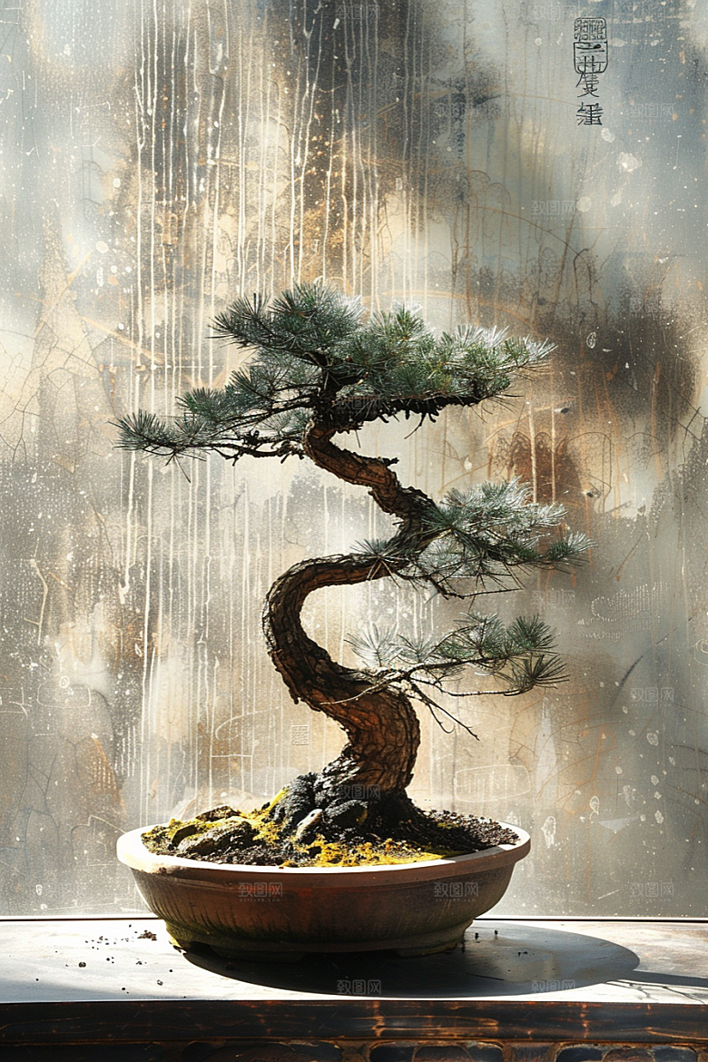 黑松盆景优雅中式摄影图