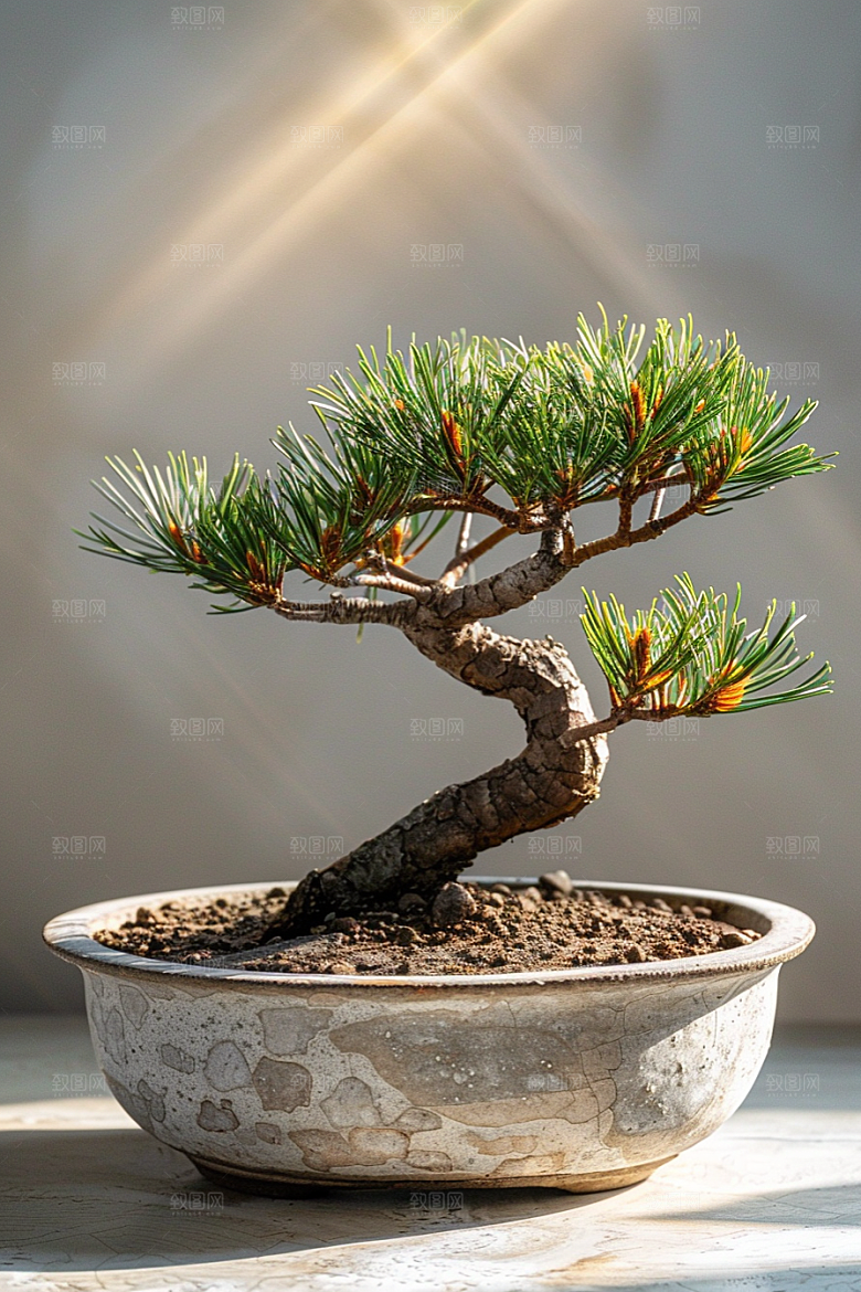 黑松盆景庭院松树摄影图