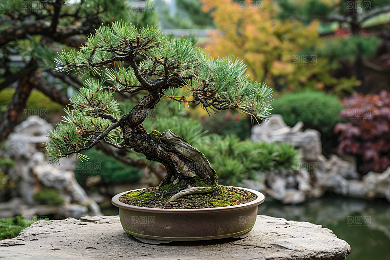 黑松盆景装饰高雅摄影图