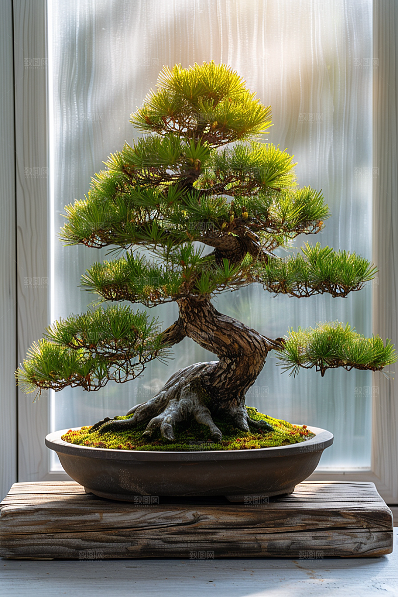 黑松盆景雅致植物摄影图