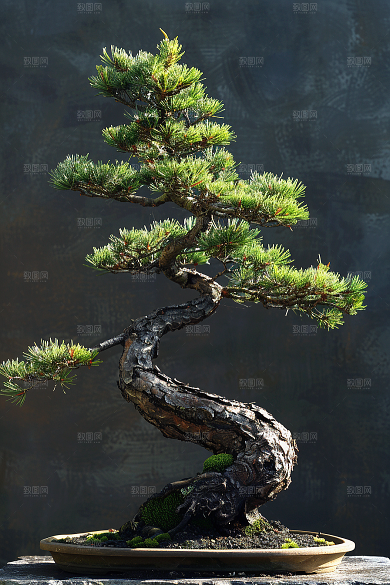 黑松盆景中国风植物摄影图