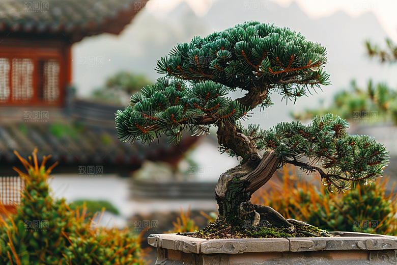 黑松盆景文化松树摄影图