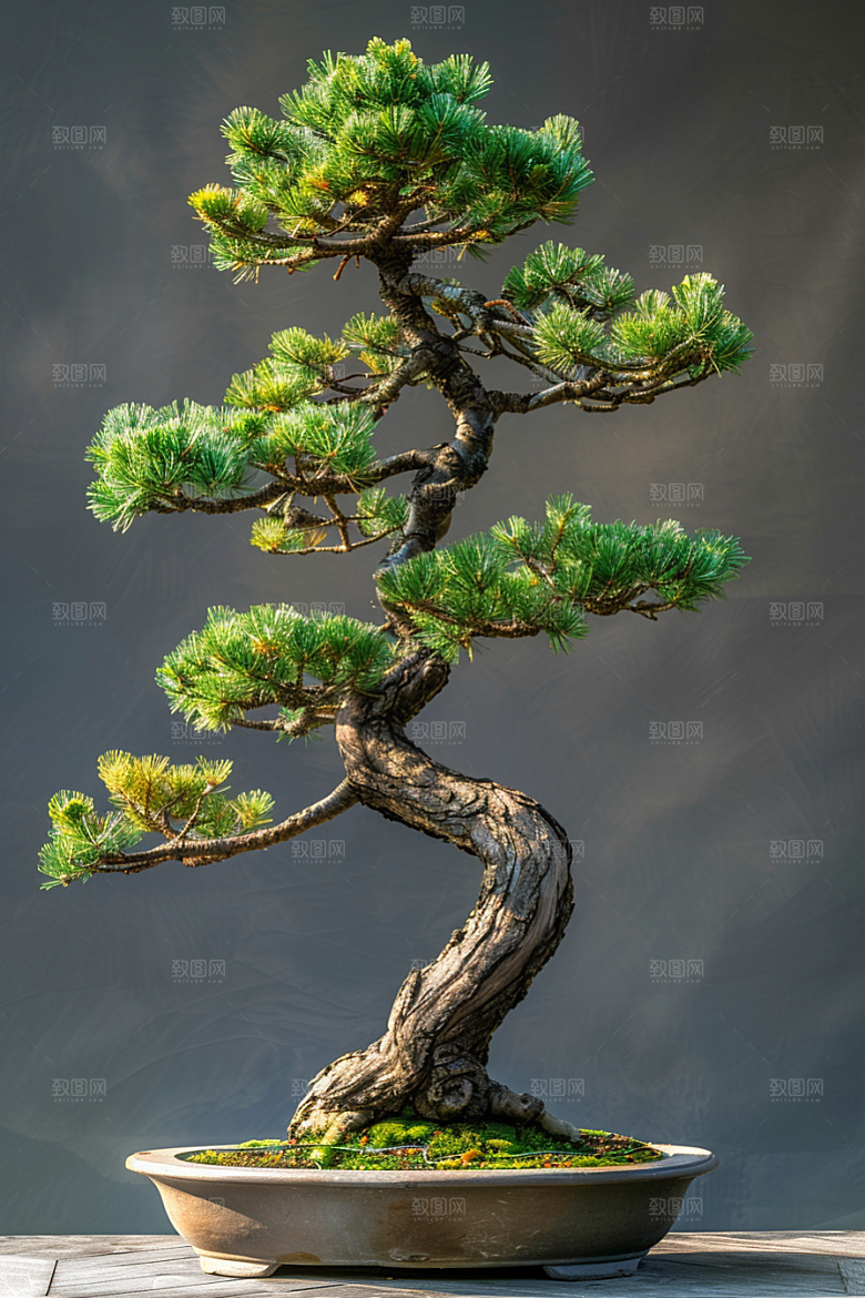 黑松盆景优雅中式摄影图