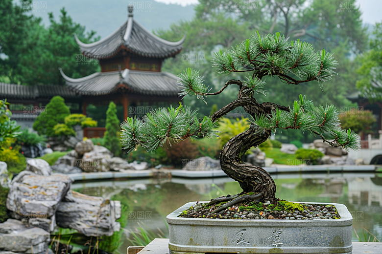 黑松盆景自然庭院摄影图